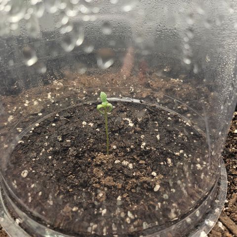 Grand Candy 2 🍬 growlog timeline photo