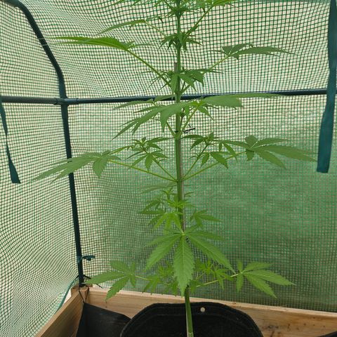 Bubblegum growlog timeline photo