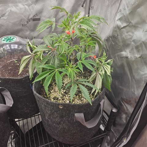 Granny Candy 🍬 growlog timeline photo