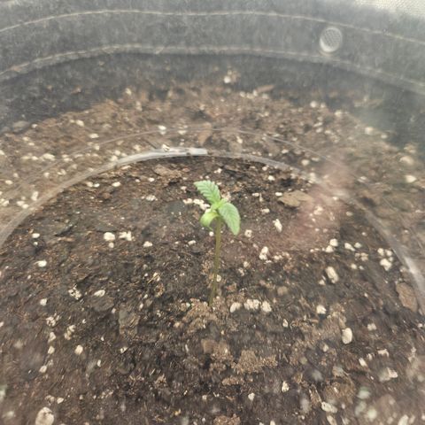 Grand Candy 2 🍬 growlog timeline photo