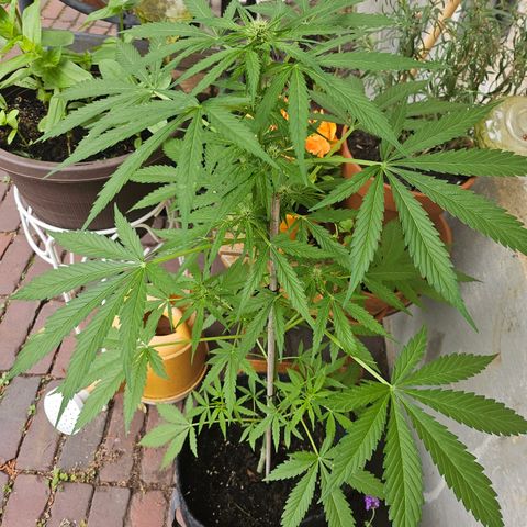 Bubblegum growlog timeline photo