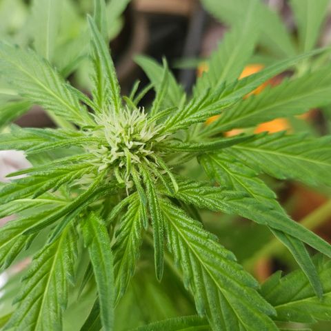 Bubblegum growlog timeline photo
