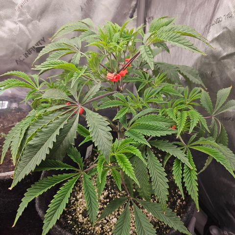 Granny Candy 🍬 growlog timeline photo