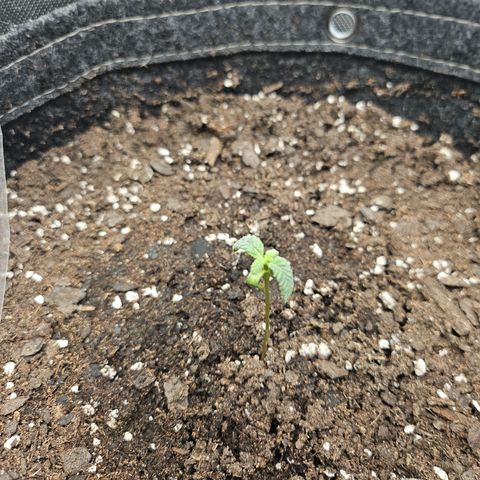 Grand Candy 2 🍬 growlog timeline photo