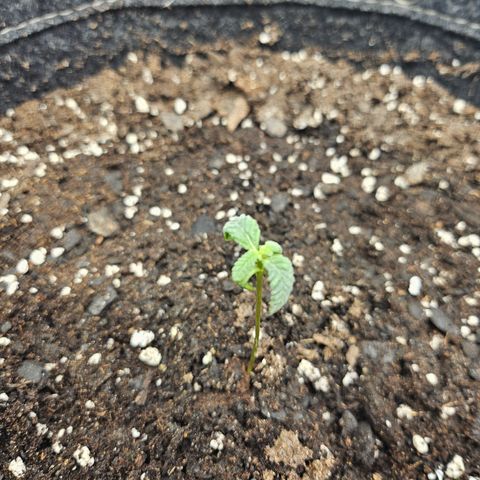 Grand Candy 2 🍬 growlog timeline photo