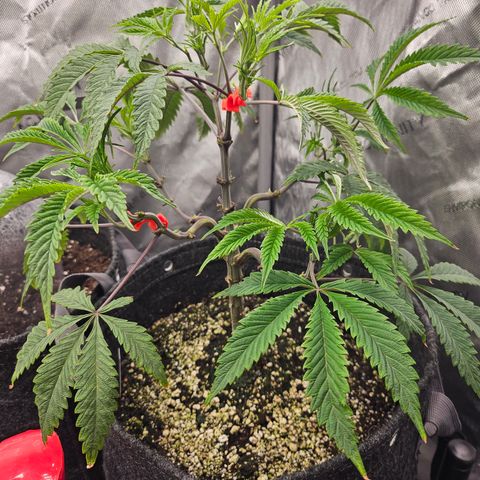 Granny Candy 🍬 growlog timeline photo