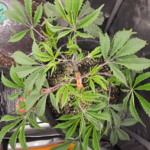 Granny Candy 🍬 growlog timeline photo