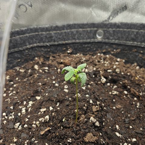 Grand Candy 2 🍬 growlog timeline photo