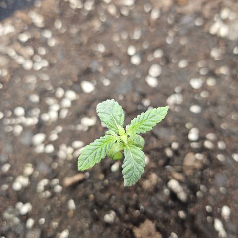 Grand Candy 2 🍬 growlog timeline photo
