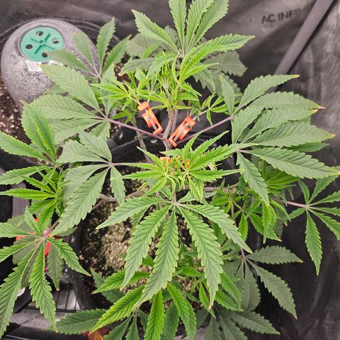 Granny Candy 🍬 growlog timeline photo