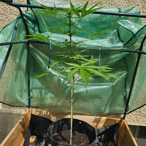 Bubblegum growlog timeline photo