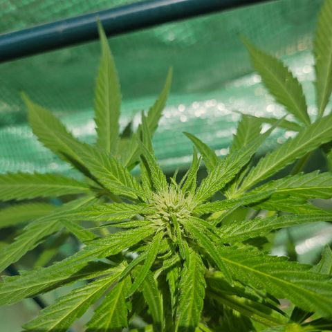 Bubblegum growlog timeline photo