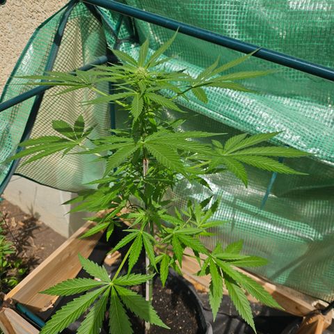 Bubblegum growlog timeline photo