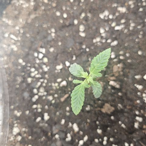 Grand Candy 2 🍬 growlog timeline photo