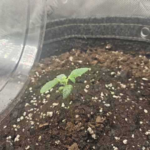 Grand Candy 2 🍬 growlog timeline photo