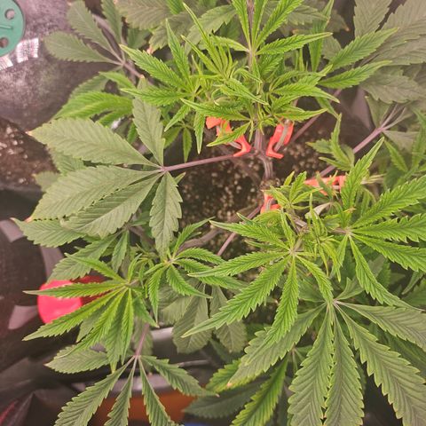 Granny Candy 🍬 growlog timeline photo