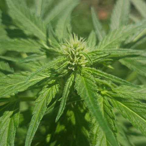 Bubblegum growlog timeline photo