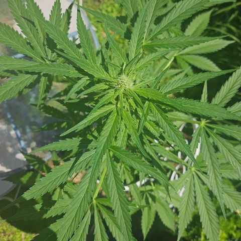 Bubblegum growlog timeline photo