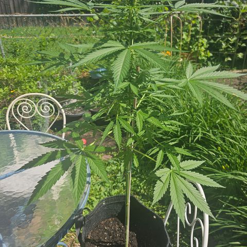 Bubblegum growlog timeline photo