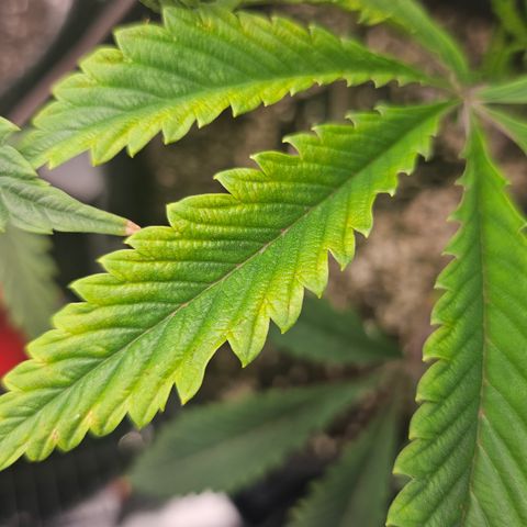 Granny Candy 🍬 growlog timeline photo