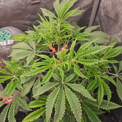 Granny Candy 🍬 growlog timeline photo