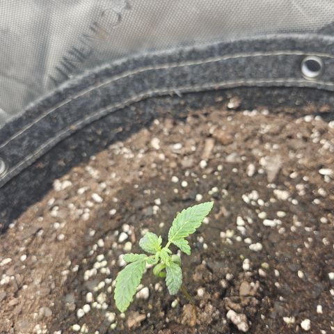 Grand Candy 2 🍬 growlog timeline photo