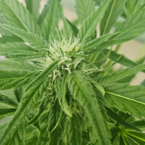Bubblegum growlog timeline photo