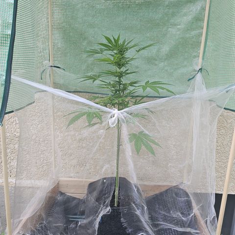 Bubblegum growlog timeline photo