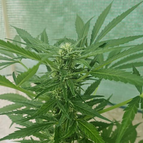 Bubblegum growlog timeline photo