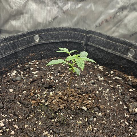 Grand Candy 2 🍬 growlog timeline photo