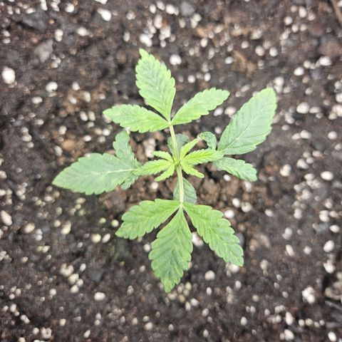 Grand Candy 2 🍬 growlog timeline photo