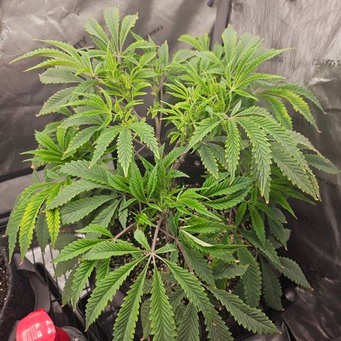 Granny Candy 🍬 growlog timeline photo