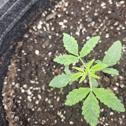Grand Candy 2 🍬 growlog timeline photo