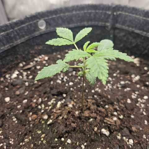 Grand Candy 2 🍬 growlog timeline photo