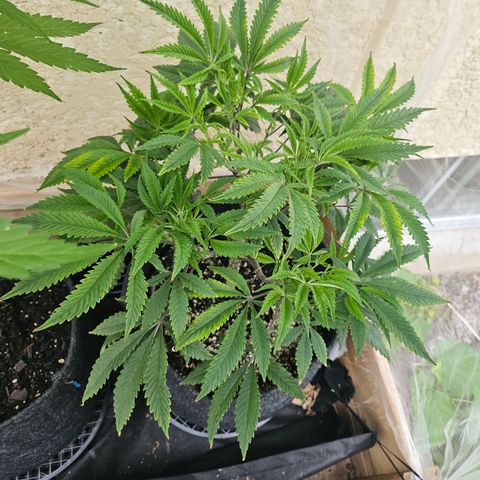 Granny Candy 🍬 growlog timeline photo