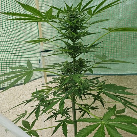 Bubblegum growlog timeline photo