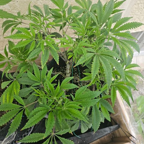 Granny Candy 🍬 growlog timeline photo