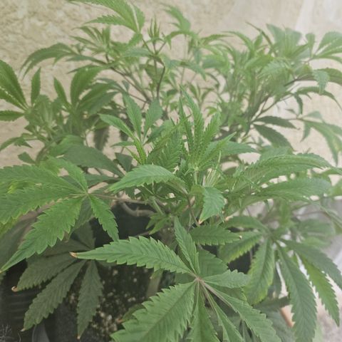 Granny Candy 🍬 growlog timeline photo