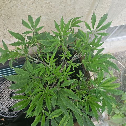 Granny Candy 🍬 growlog timeline photo