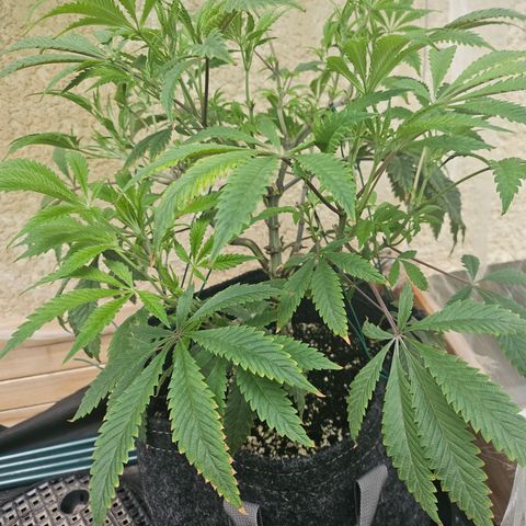 Granny Candy 🍬 growlog timeline photo