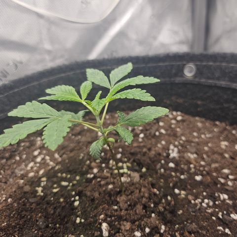 Grand Candy 2 🍬 growlog timeline photo