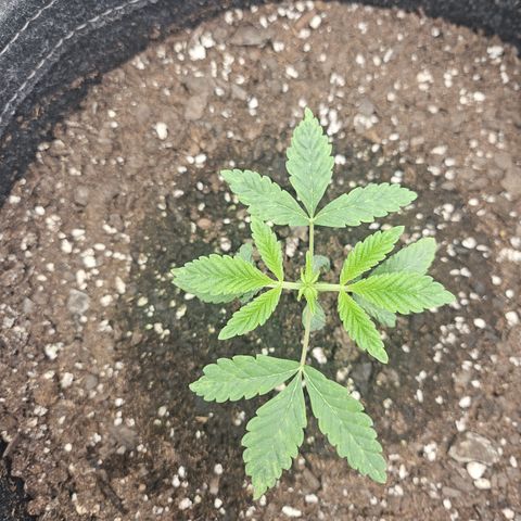 Grand Candy 2 🍬 growlog timeline photo