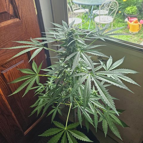 Bubblegum growlog timeline photo
