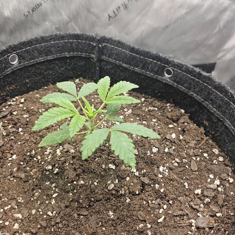 Grand Candy 2 🍬 growlog timeline photo