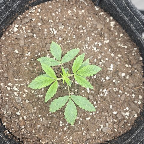 Grand Candy 2 🍬 growlog timeline photo