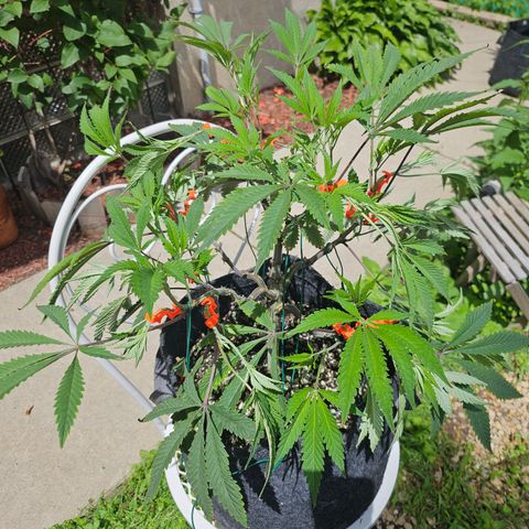 Granny Candy 🍬 growlog timeline photo