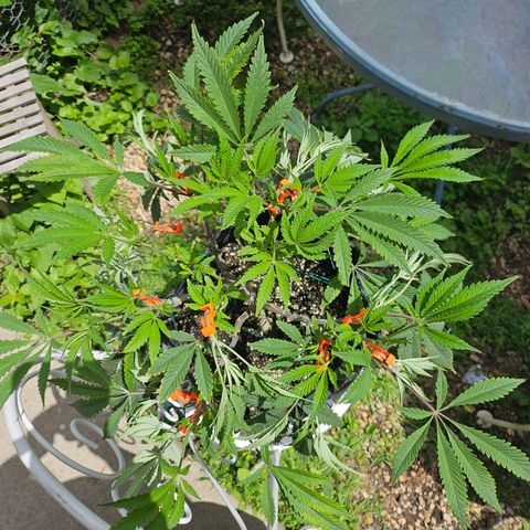 Granny Candy 🍬 growlog timeline photo