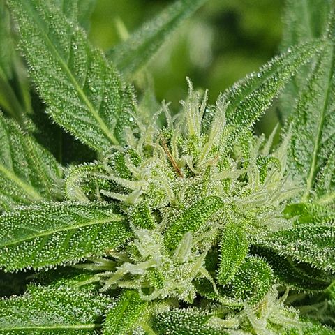 Bubblegum growlog timeline photo