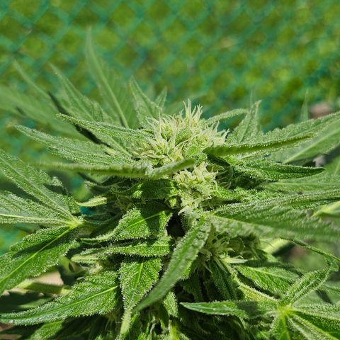 Bubblegum growlog timeline photo