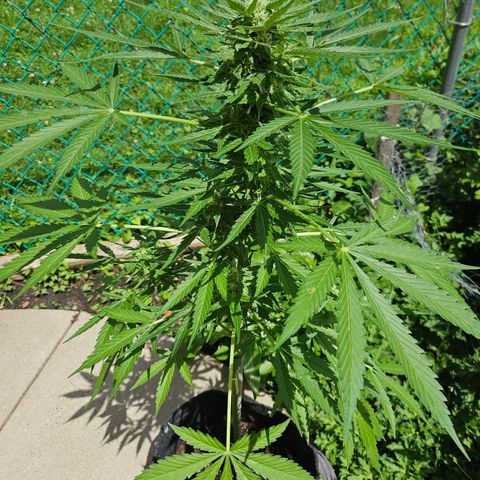 Bubblegum growlog timeline photo